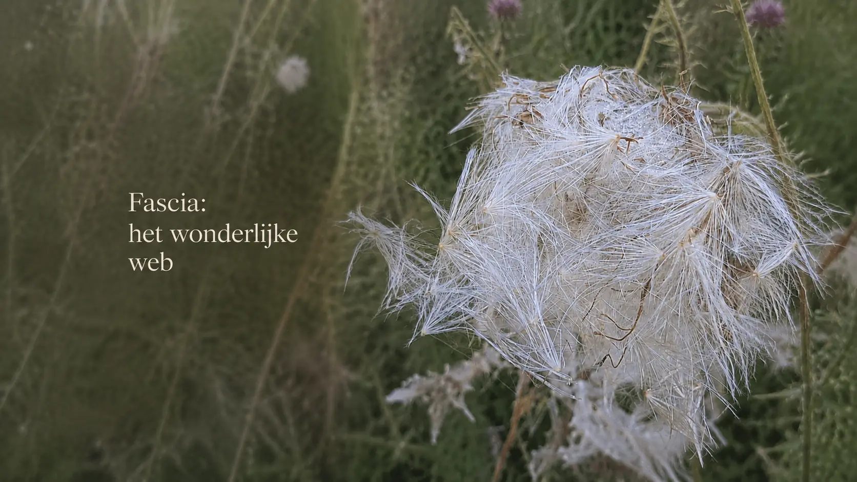 Fascia: het wonderlijke web dat alles met elkaar verbindt